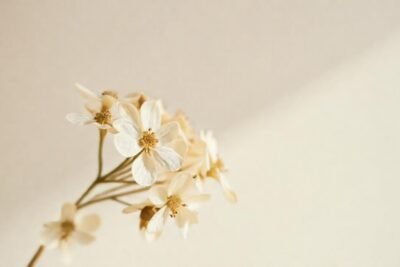 Flores beige evocan calma y sencillez