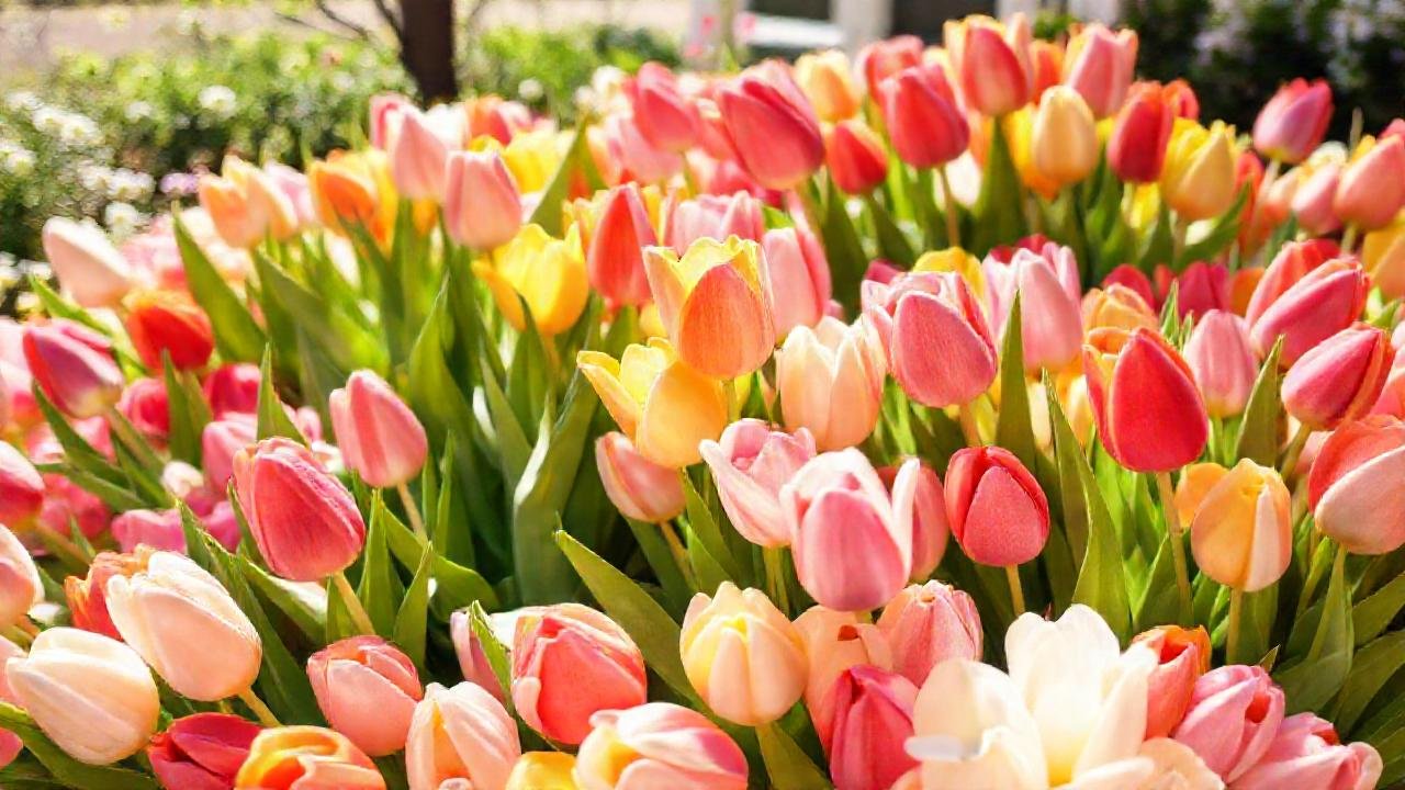 Tulipanes alegres celebran nuevos comienzos