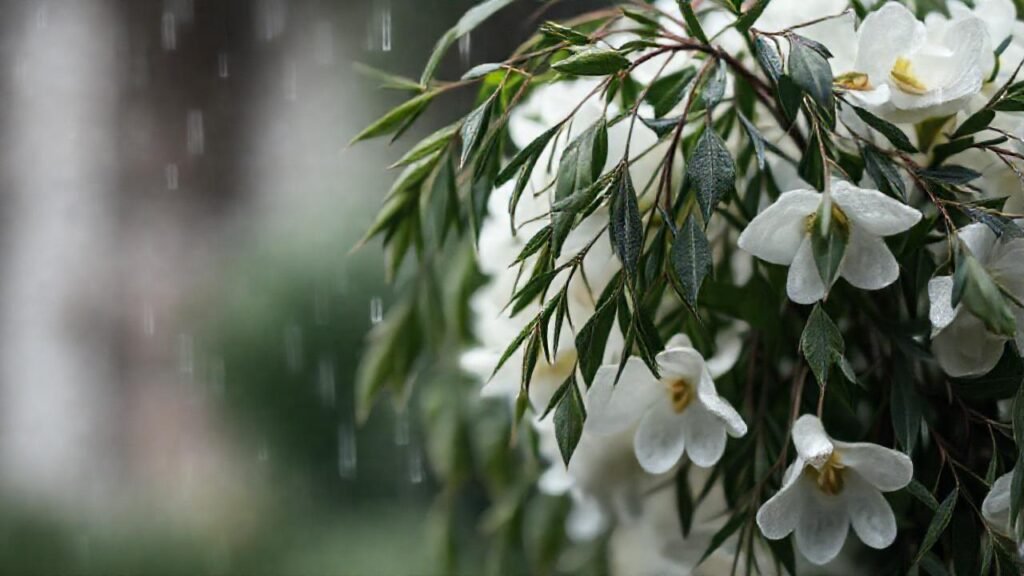 Luto elegante en un funeral suave