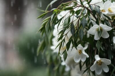 Luto elegante en un funeral suave