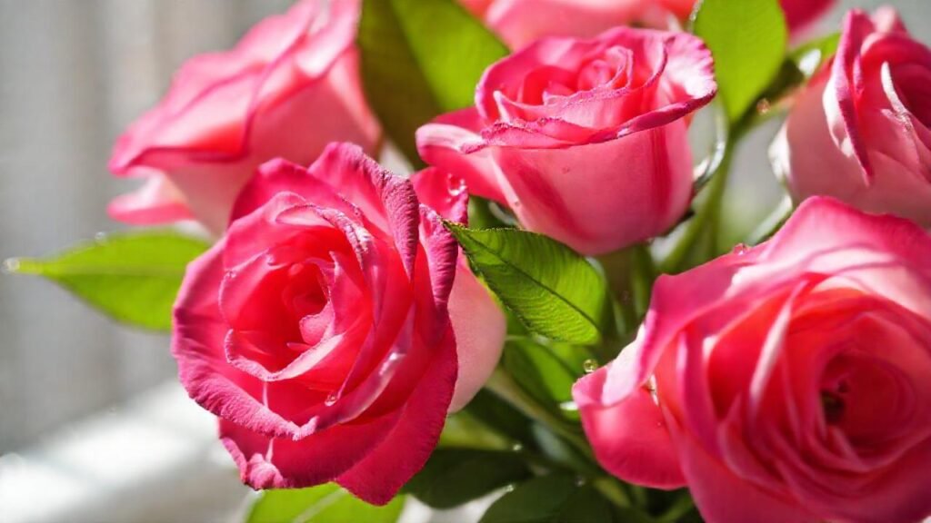 Rosas vibrantes en luz suave y elegante