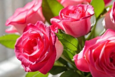 Rosas vibrantes en luz suave y elegante