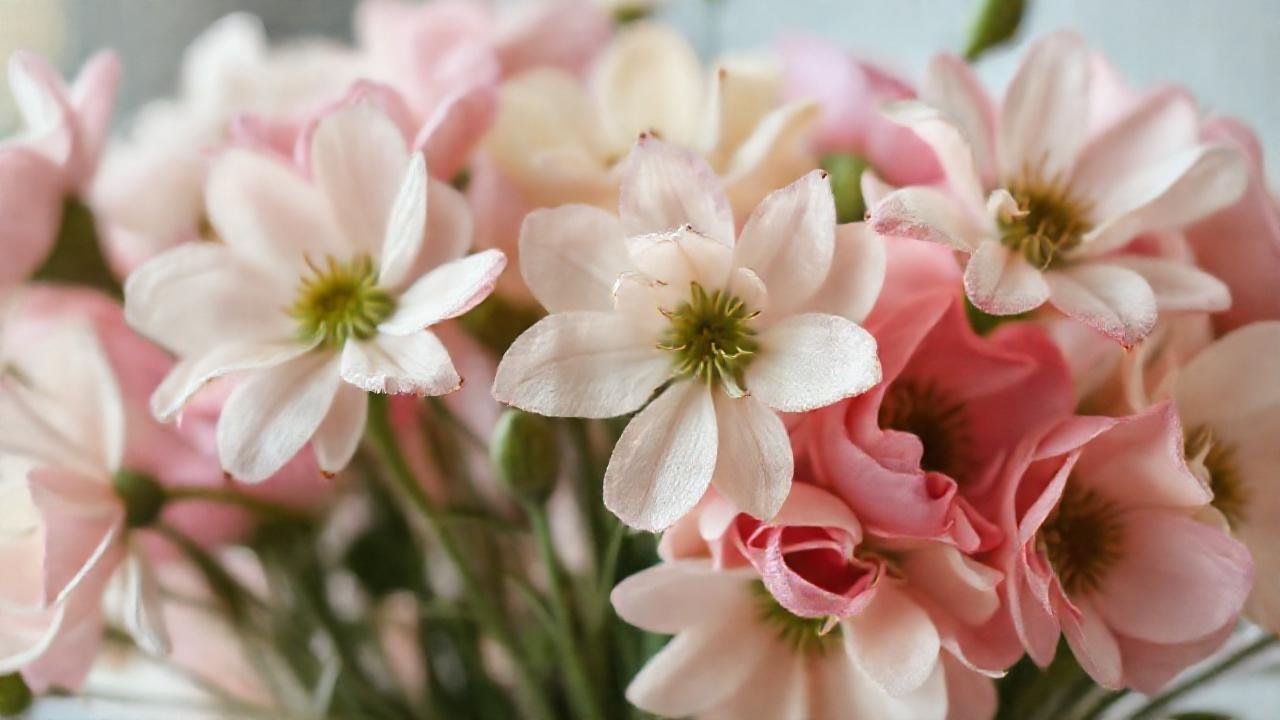 Flores marchitas evocan tristeza y evitan
