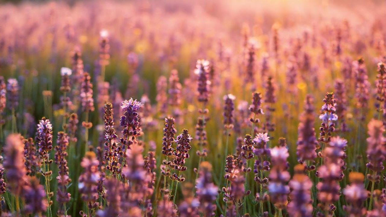 Campo de lavanda: belleza serena y vibrante