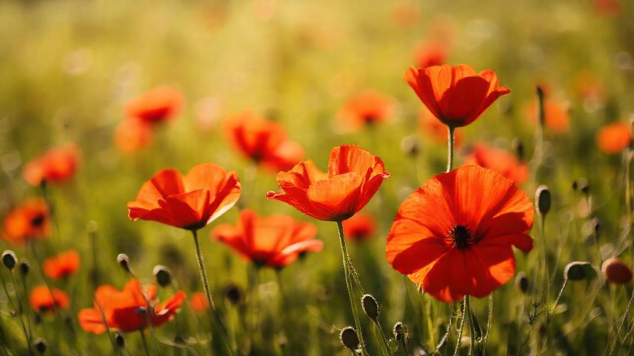 Claros y vibrantes coquelicots en el campo