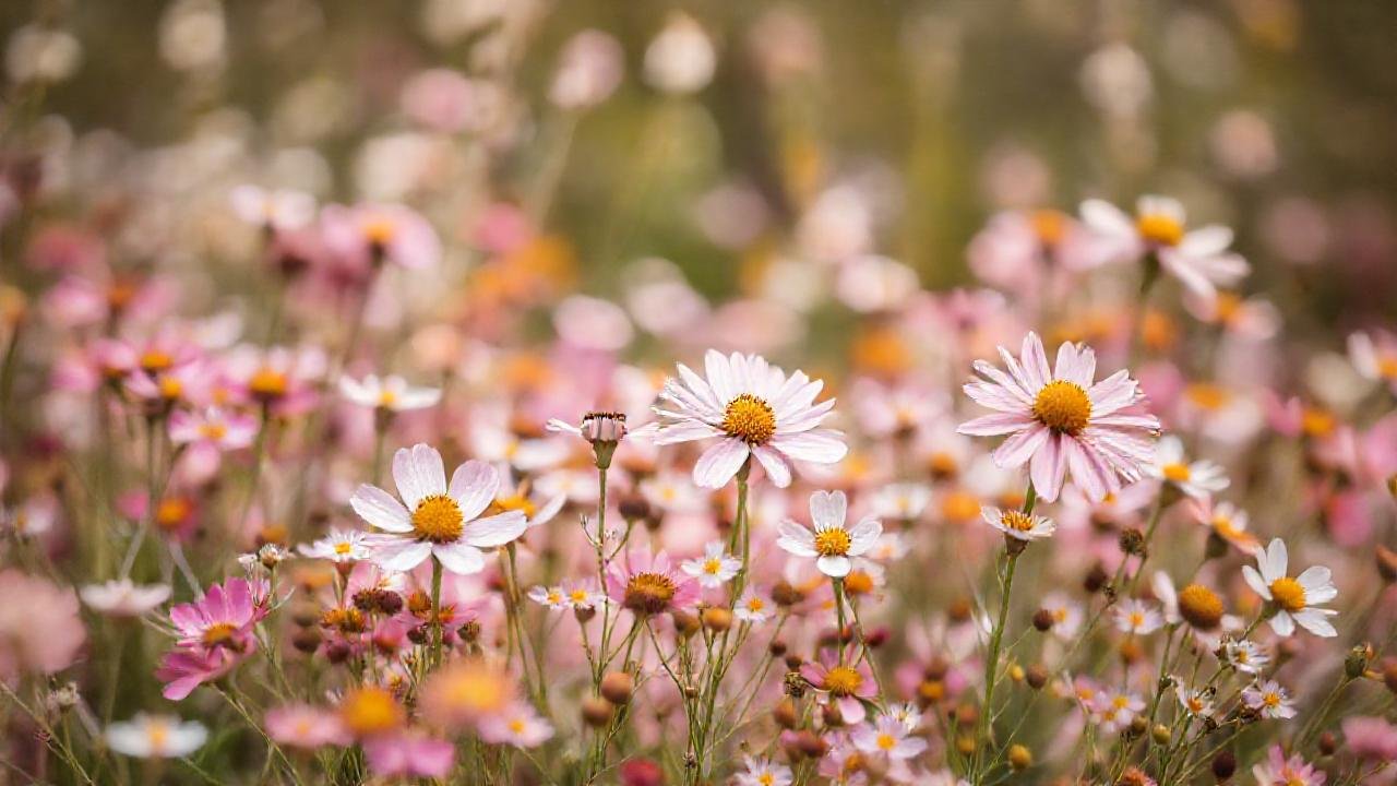 Flores silvestres primaverales, belleza ensueñada