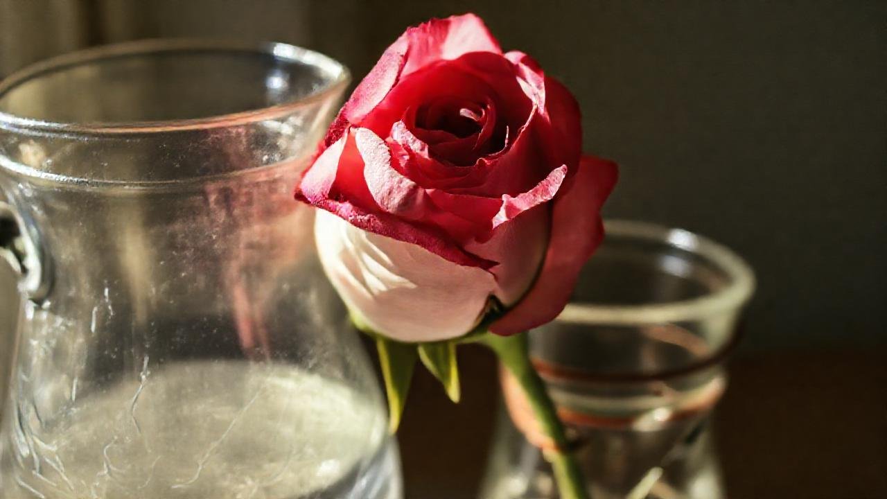 Rosa marchita bajo luz directa y triste