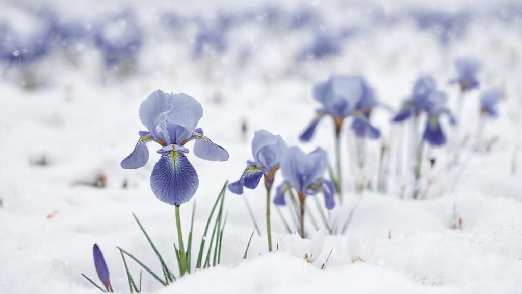 Campo nevado: iris azul