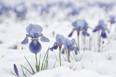 Campo nevado: iris azul
