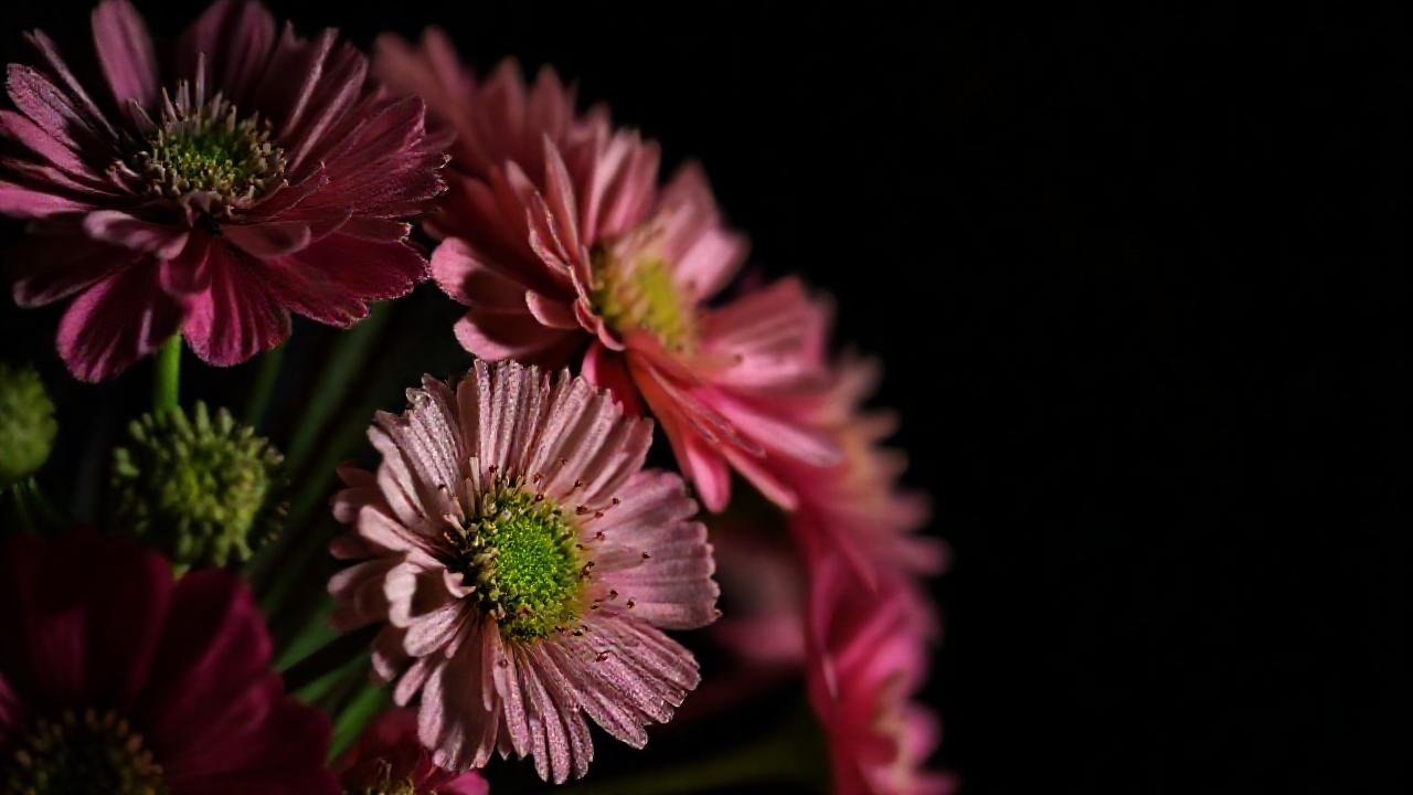 Craspedias vibrantes en fondo oscuro