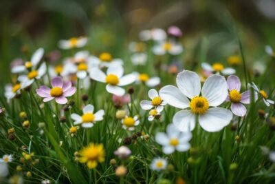 Flores silvestres pastelinas adornan la primavera