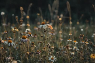 Un solitario observa la melancolía del campo