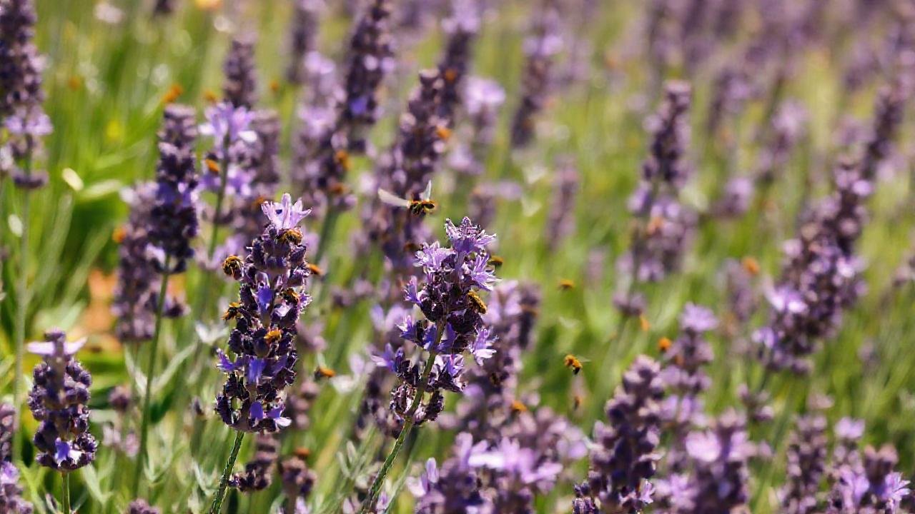 Un campo de lavanda vibrante y sereno