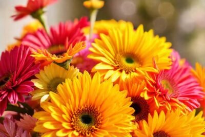 Un ramo colorido celebra un cumpleaños feliz