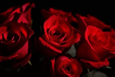 Rosas rojas evocan pasión y elegancia