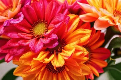 Flores vibrantes se desvanecen en acuarela