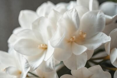 Gardenias: belleza blanca