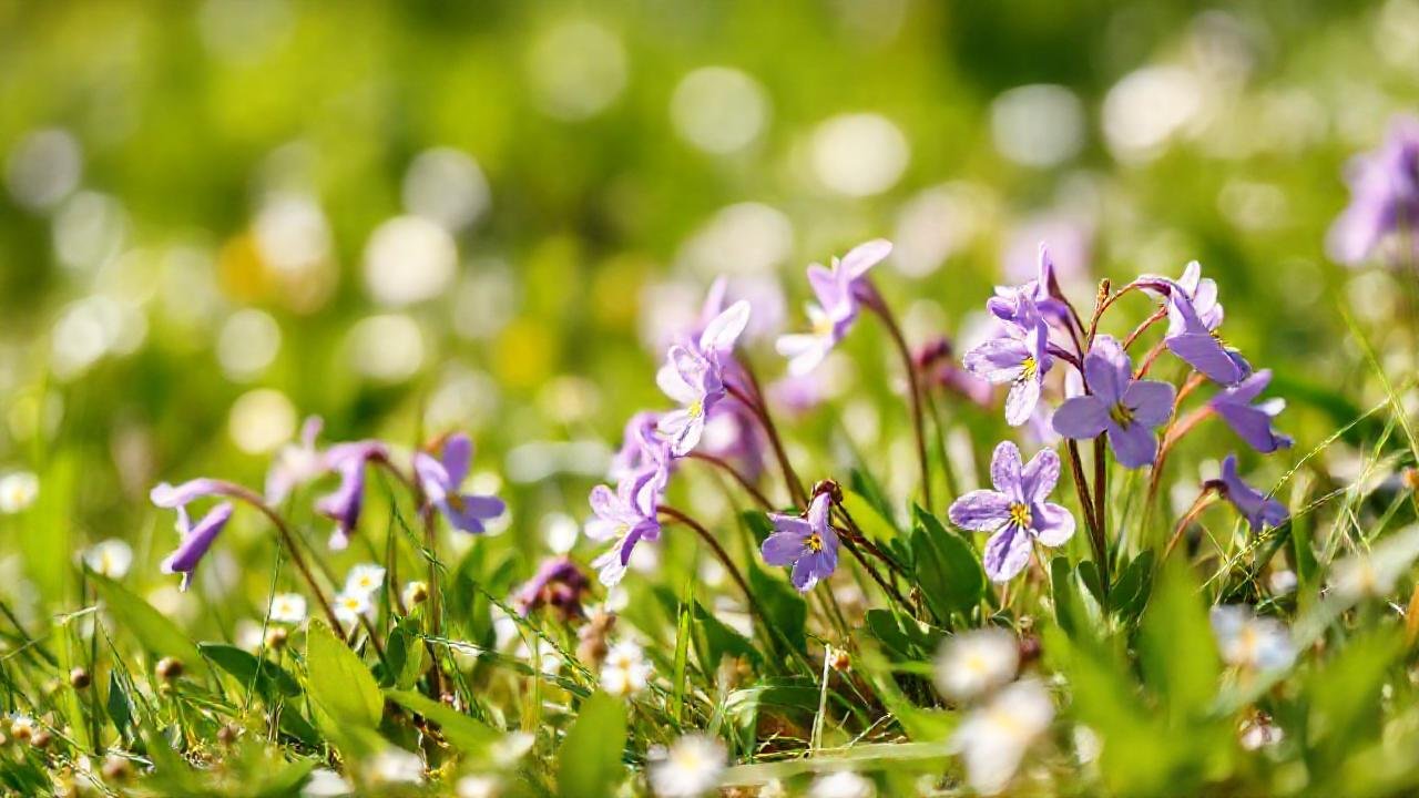 Violetas vibrantes adornan la primavera