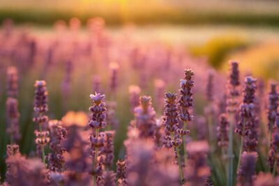 Un campo de lavanda bañado en calma