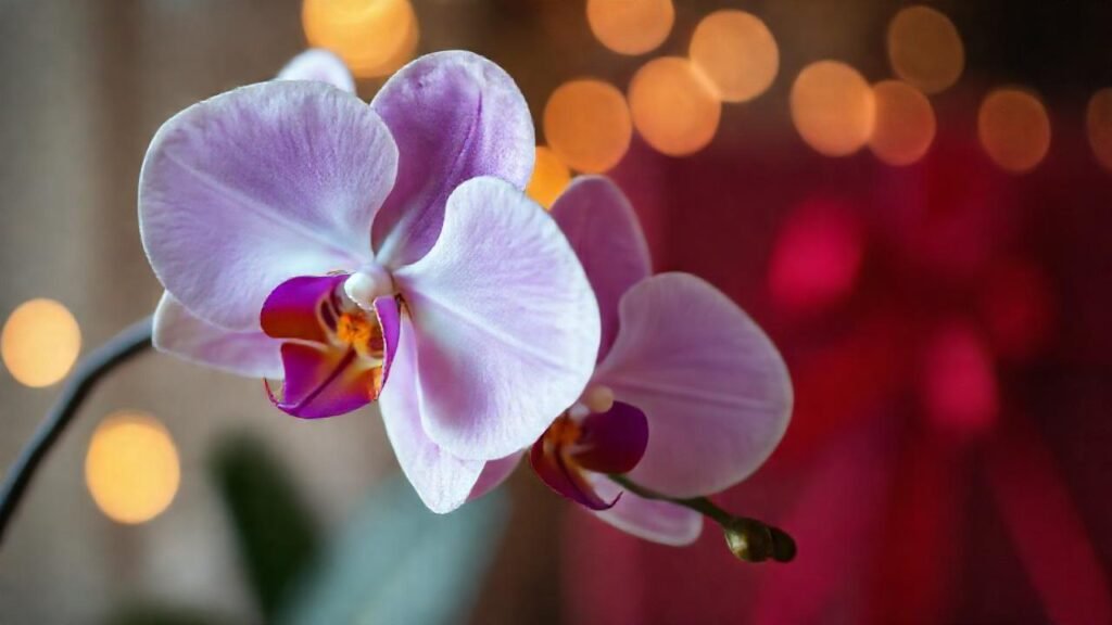 Orquídea: regalo elegante y vibrante