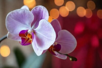 Orquídea: regalo elegante y vibrante