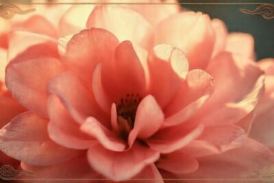 Margarita melancólica en ilustración vintage