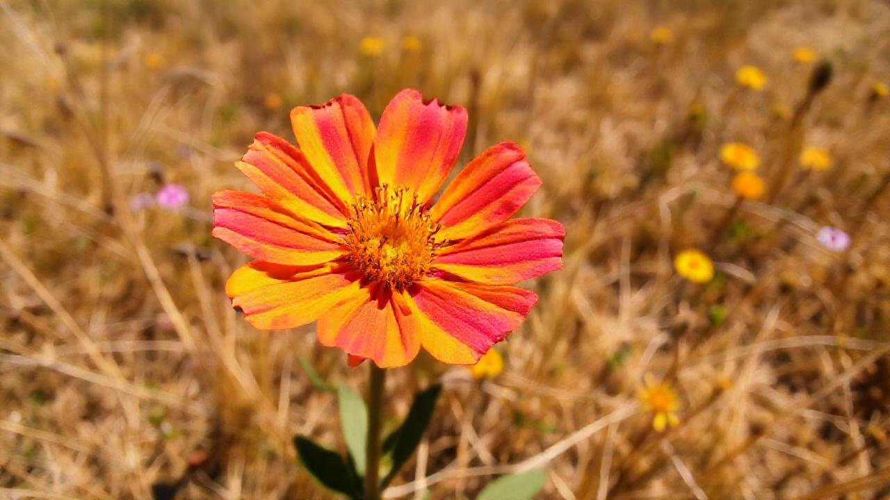 Margarita salvaje en un campo soleado
