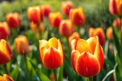 Tulipanes vibrantes expresan esperanza en la lluvia