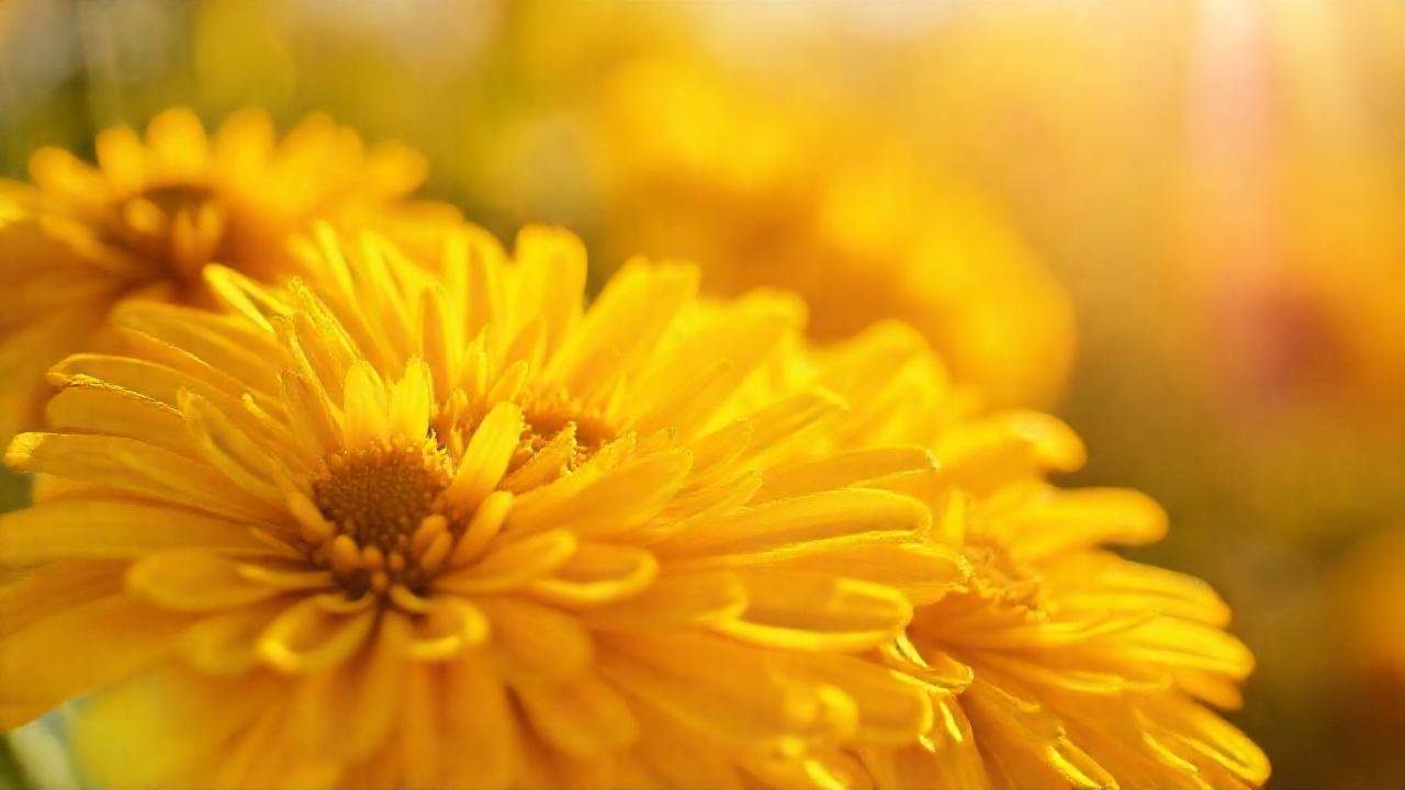 Caléndulas doradas celebran un feliz cumpleaños