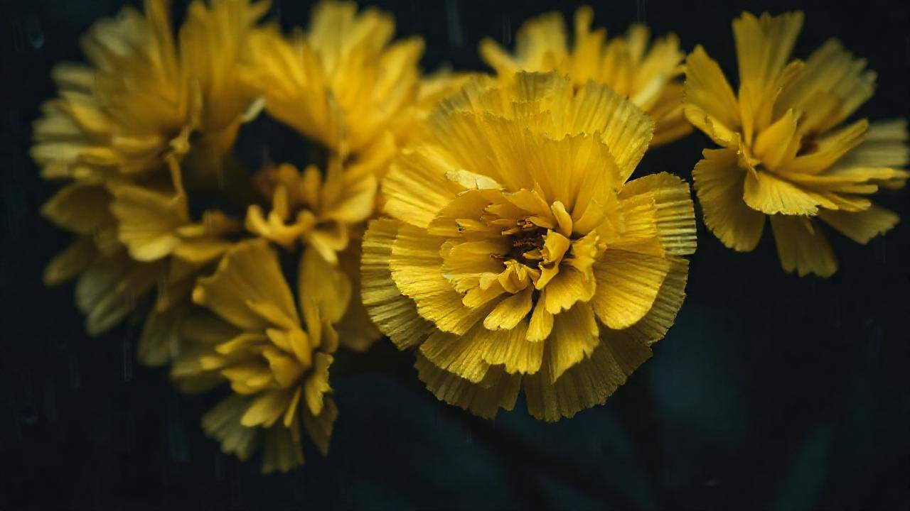 La rosa amarga evoca tristeza y dolor