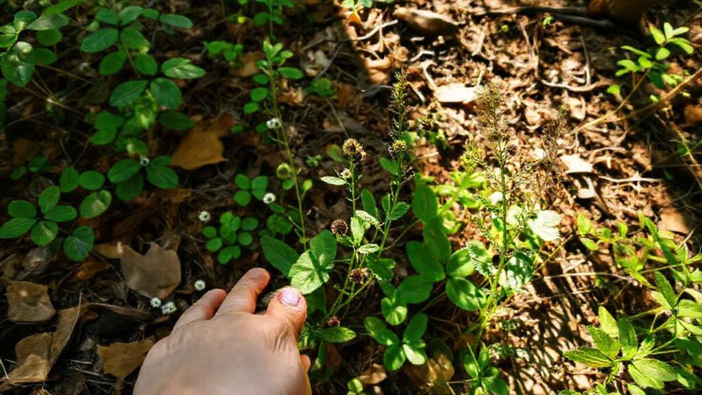 Identificando plantas silvestres con detalle y arte