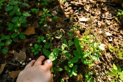 Identificando plantas silvestres con detalle y arte