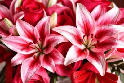 Lilías elegantes crean un amor delicado