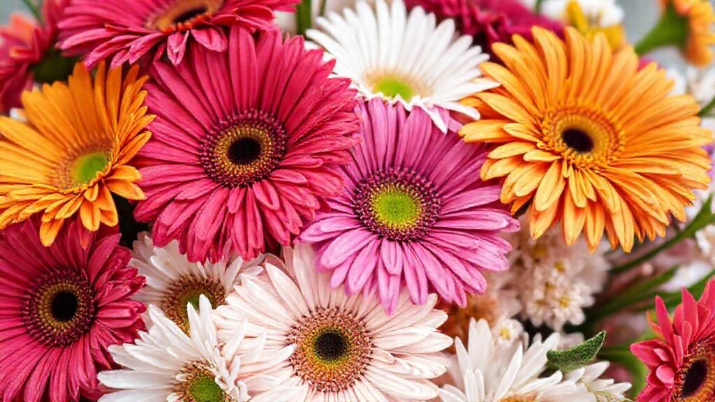 Daisies vibrantes inspiran belleza y elegancia