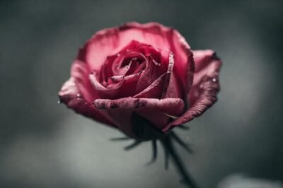 Una rosa marchita evoca melancolía gris