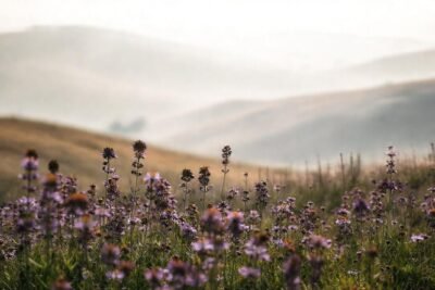 Flores moradas evocan belleza melancólica