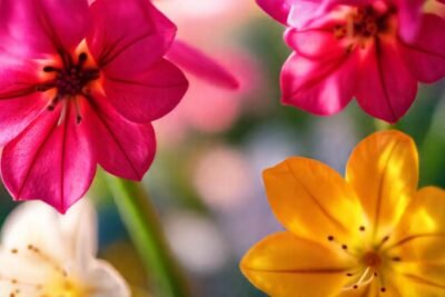 Flores jacinto etéreas