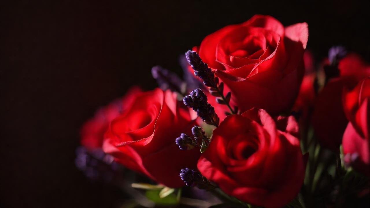 Rosas rojas y lavanda evocan romance