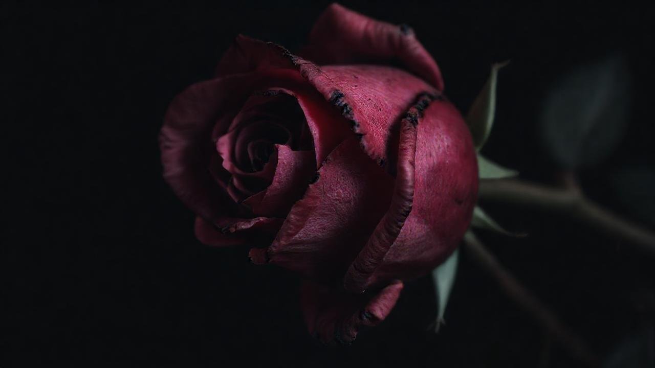 Rosa marchita evoca melancolía y tristeza