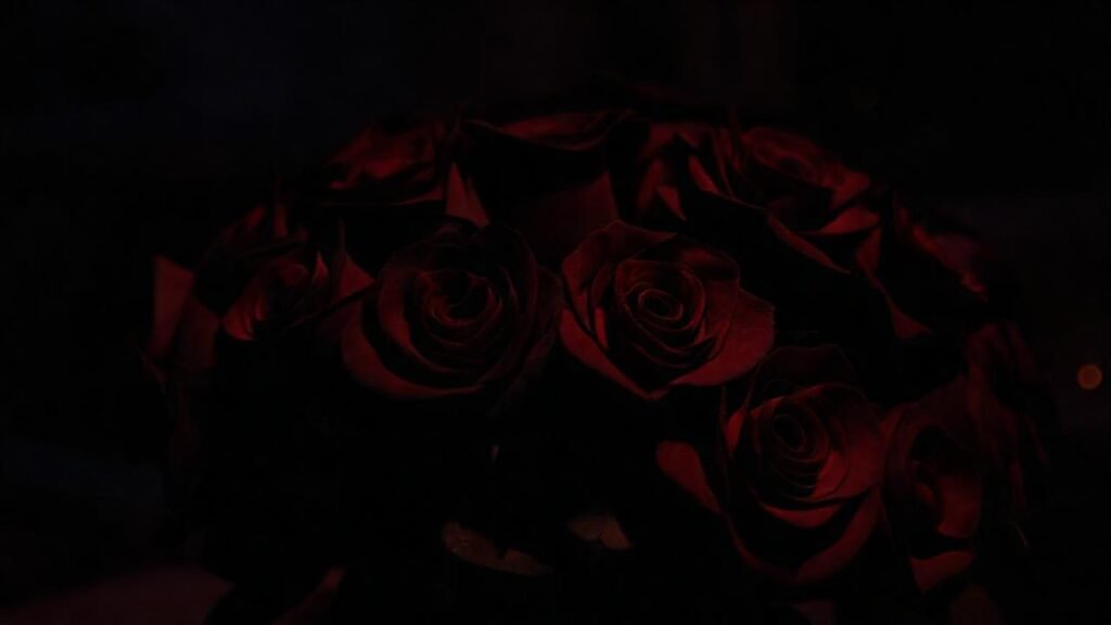 Rosas oscuras evocan romance y misterio