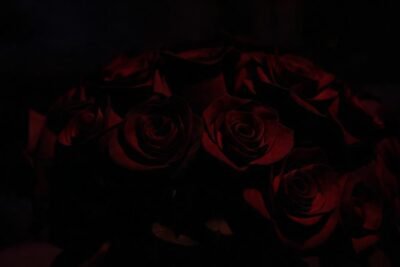 Rosas oscuras evocan romance y misterio