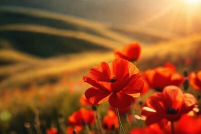 Rojos poppies crean atmósfera onírica y pasión