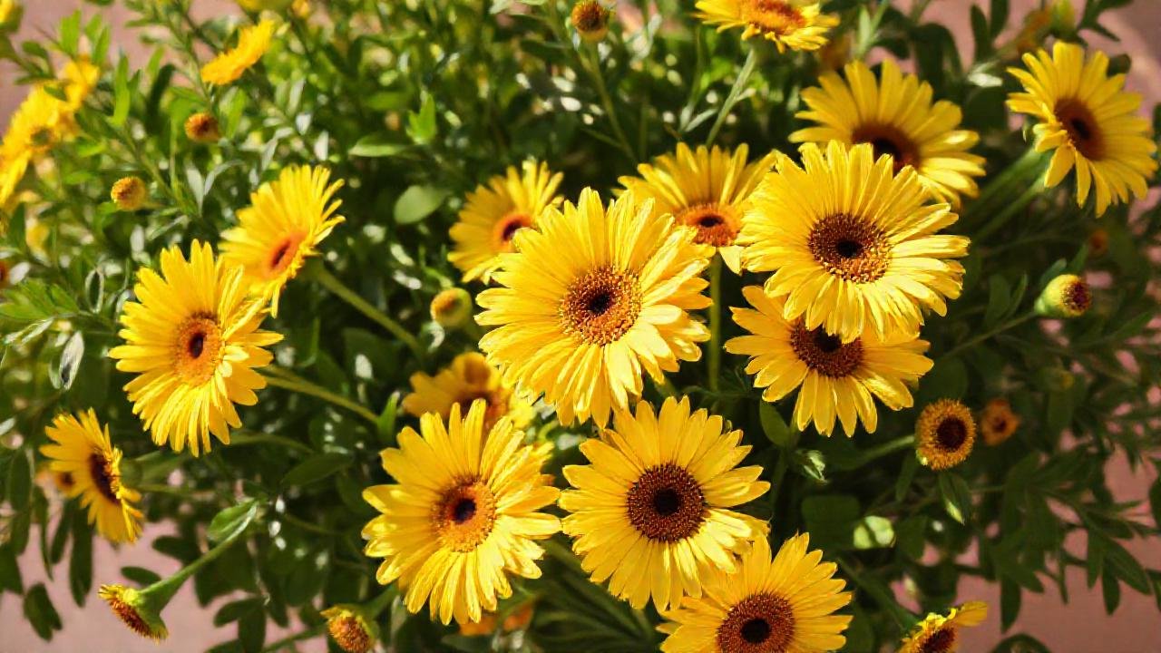 Daisies amarillas crean un ambiente romántico