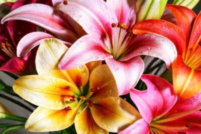 Lílias frescas: vibrantes