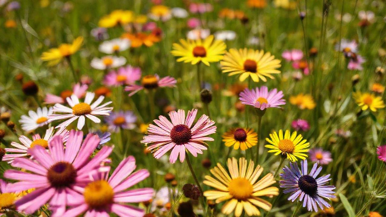 Prado de flores silvestres, vibrante y detallado