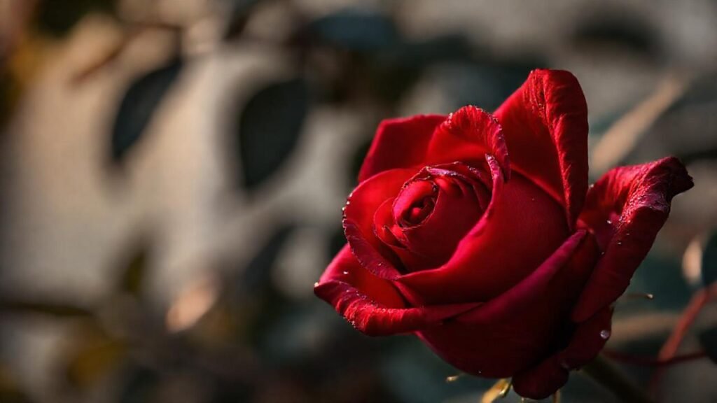 Rosa carmín: belleza melancólica y nítida