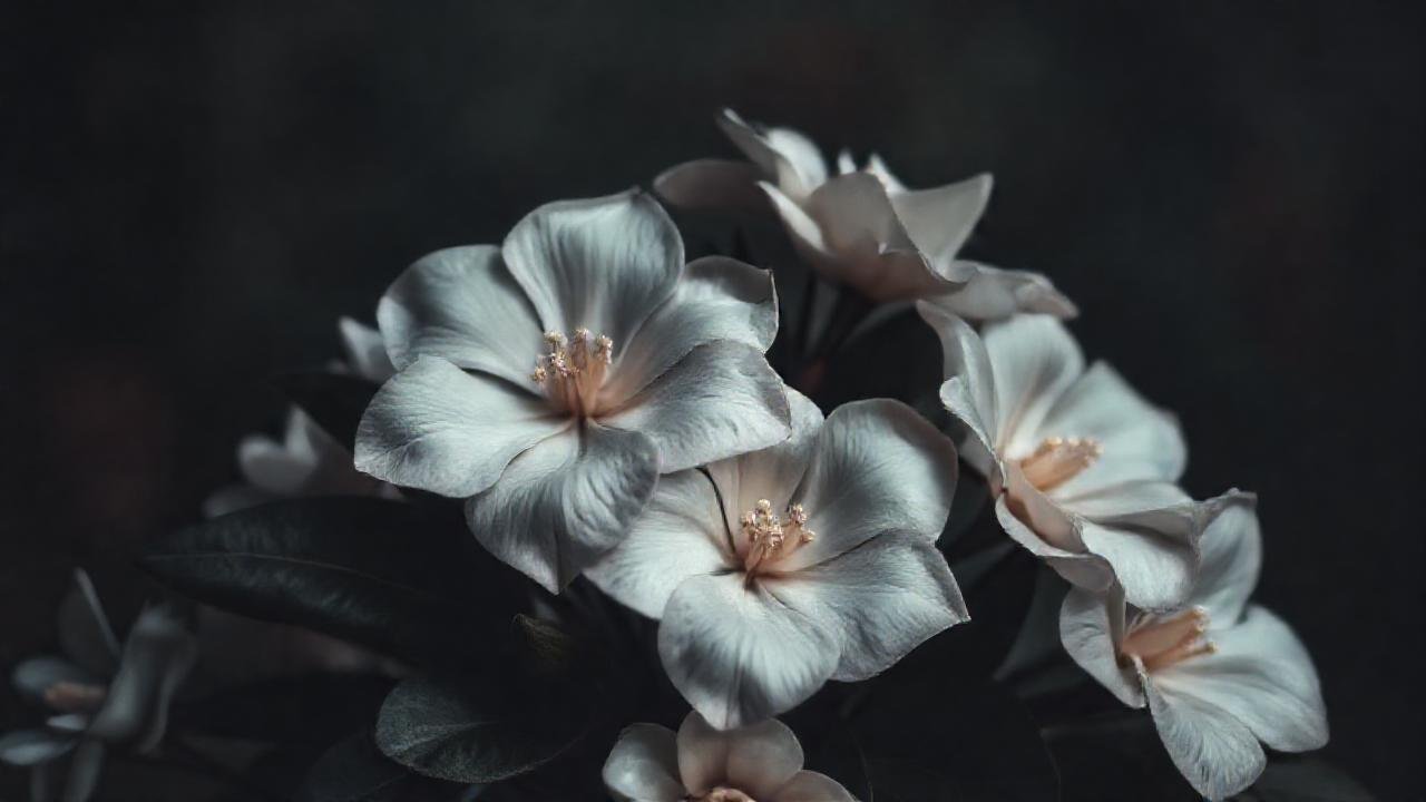 La gardenia melancólica evoca belleza sutil