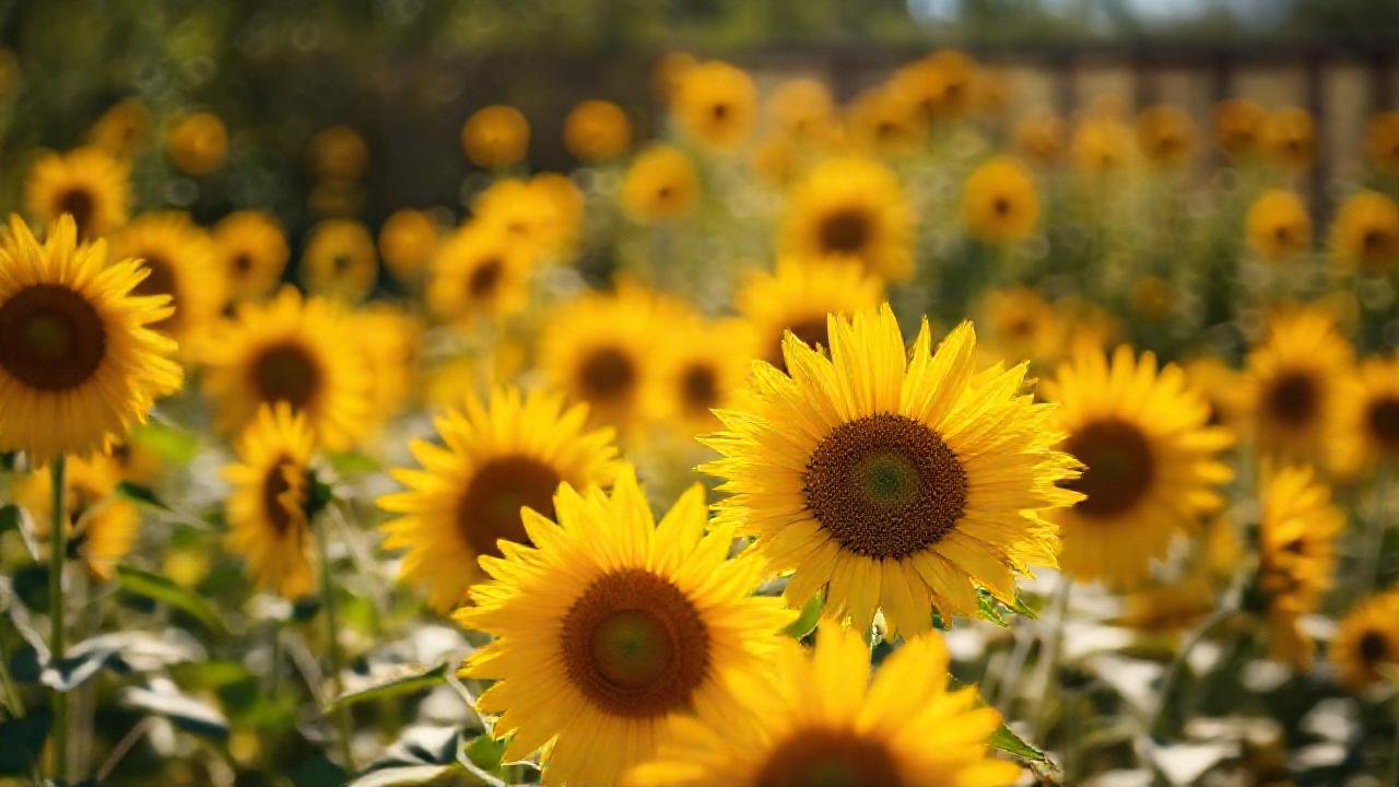 Campioles girasoles dorados radiantes y alegres