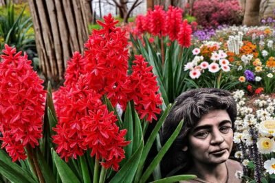 Jacintos carmín evocan belleza y emoción