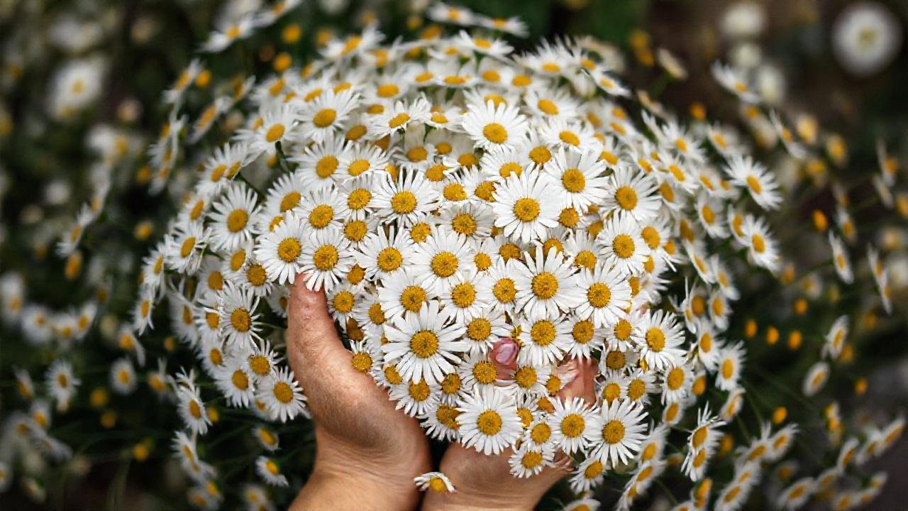 Daisies delicadas transmiten serenidad y belleza